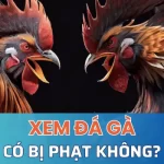 Liệu xem đá gà có bị phạt không