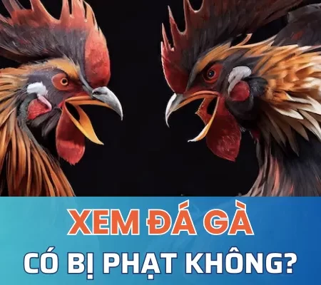 Xem đá gà có bị phạt không? Khi nào thì bị phạt? 